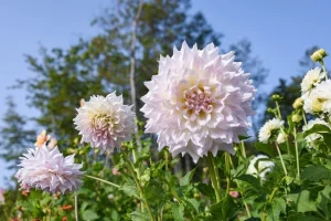dahlia height