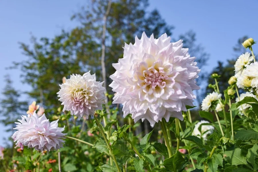dahlia height