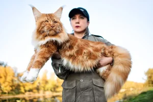 maine coon height