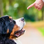 Essential Obedience Commands
