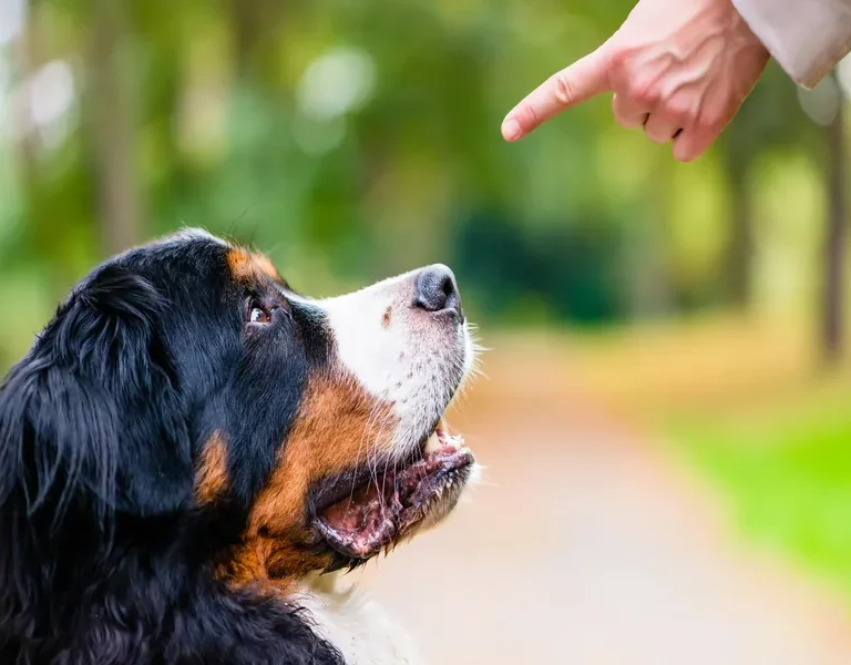 Essential Obedience Commands